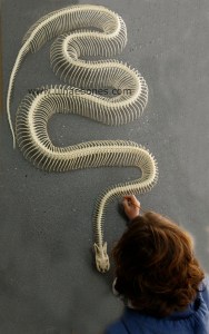 eunectes notaeus anaconda ulnaebones esqueleto montaje