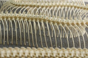 eunectes notaeus anaconda ulnaebones costillas esqueleto montaje