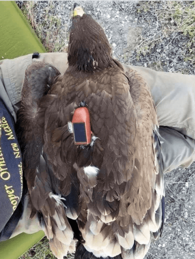 aguila ulnaebones radiotransmisor