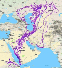 ruta ave ulnaebones aguila radiotransmisor