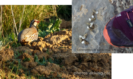 perdiz ulnaebones rastros excrementos