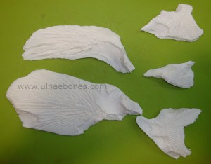 pirarucu arapaima gigas ulnaebones esqueleto montado montaje skeleton mounting