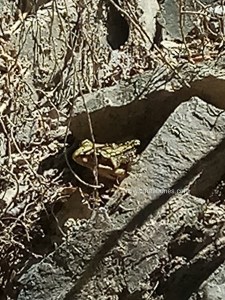 rastres taller ulnaebones setcases parc natural ter fresser