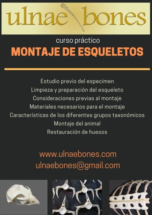 montaje esqueletos ulnaebones curso