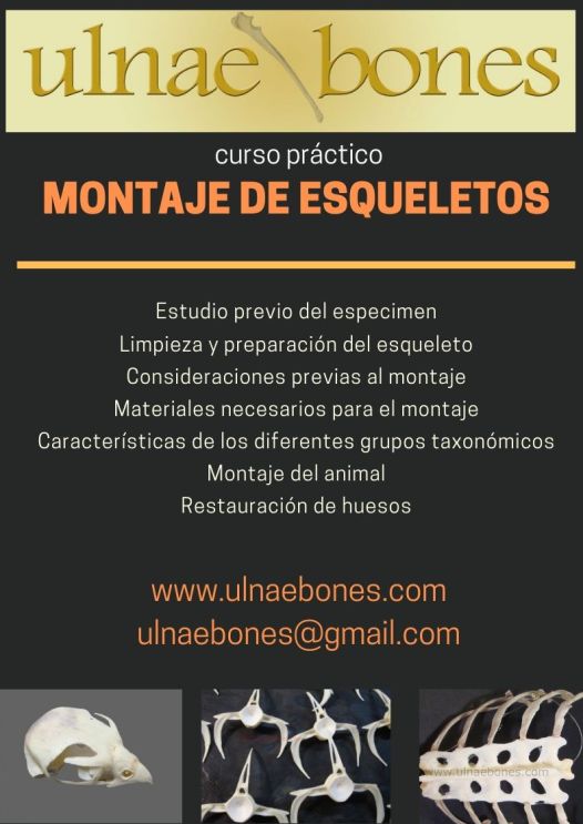 montaje esqueletos ulnaebones curso