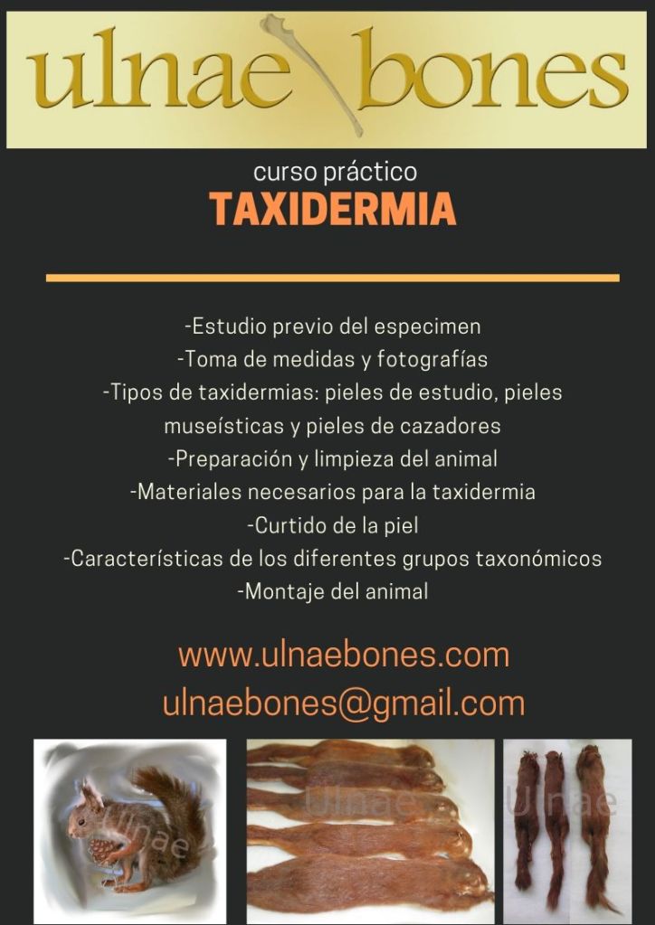 curso taxidermia ulnaebones presencial