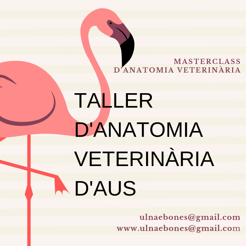 masterclass aves ulnaebones necropsia