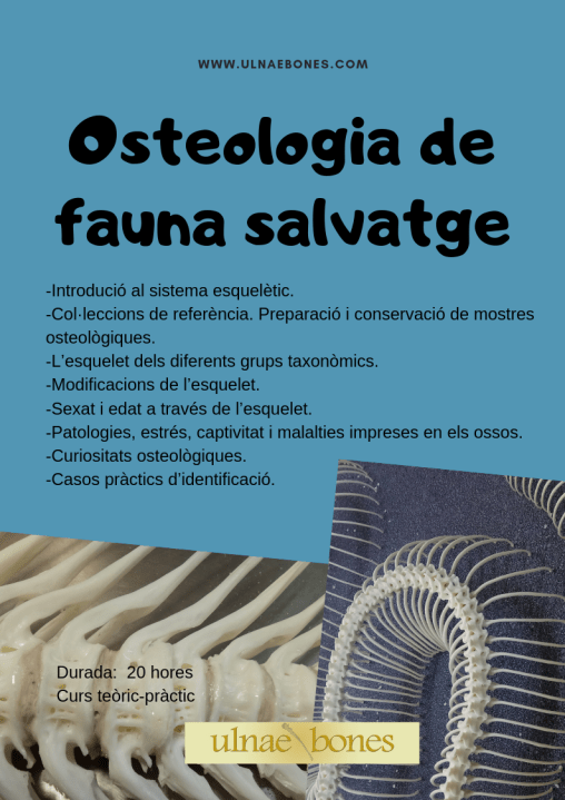 osteologia fauna salvatge ulnaebones taller
