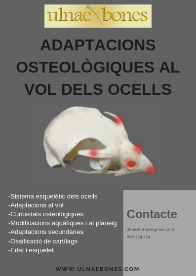 ulnaebones adaptacions ocells al vol