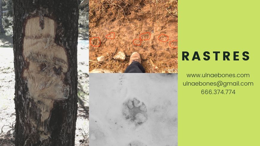 ulnaebones taller rastres