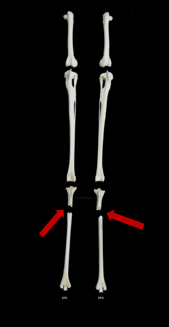 burhinus oedicnemus ulnaebones patas tarso metatarso cosechadora amputacion
