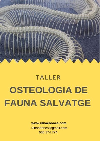 taller osteologia fauna salvatge ulnaebones