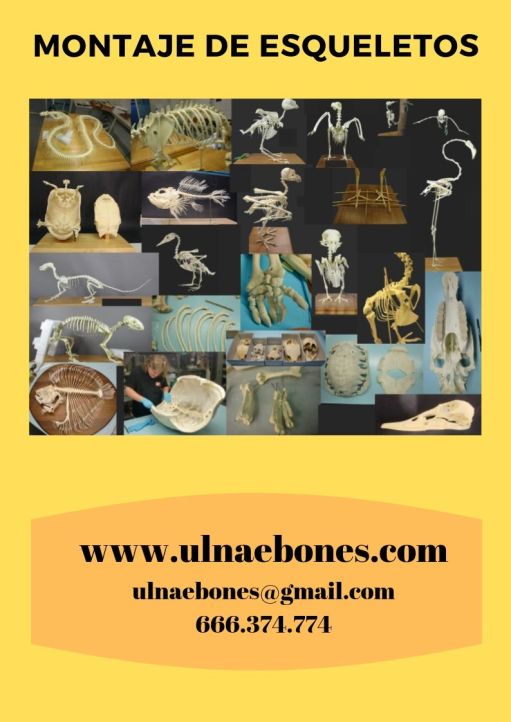 montaje esqueletos muntatge ulnaebones