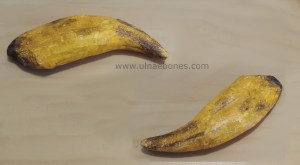 oso de las cavernas ulnaebones replicas resina