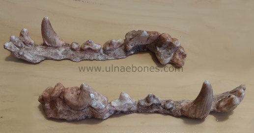 lobo ulnaebones replicas real resina mandibula maxilar