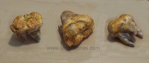 oso de las cavernas ulnaebones replicas resina molar canino incisivo premolar