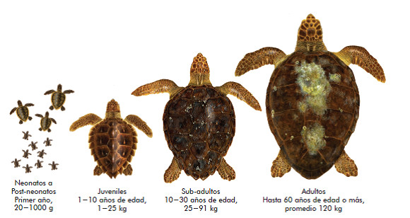ciclo vida caretta ulanebones tortuga boba