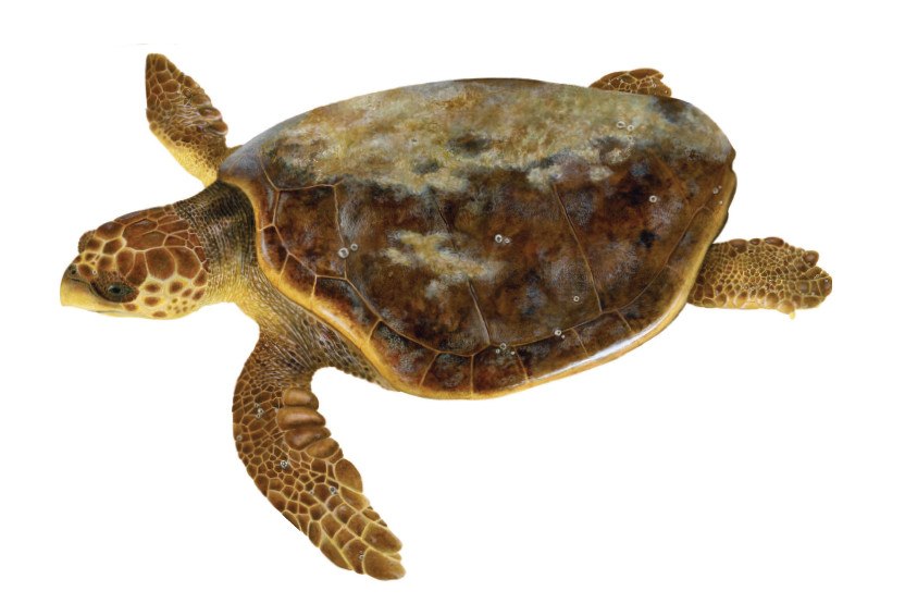 careta tortuga boba ulnaebones