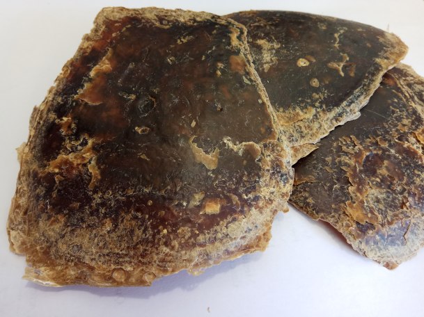 caparazon caretta tortuga boba ulnaebones