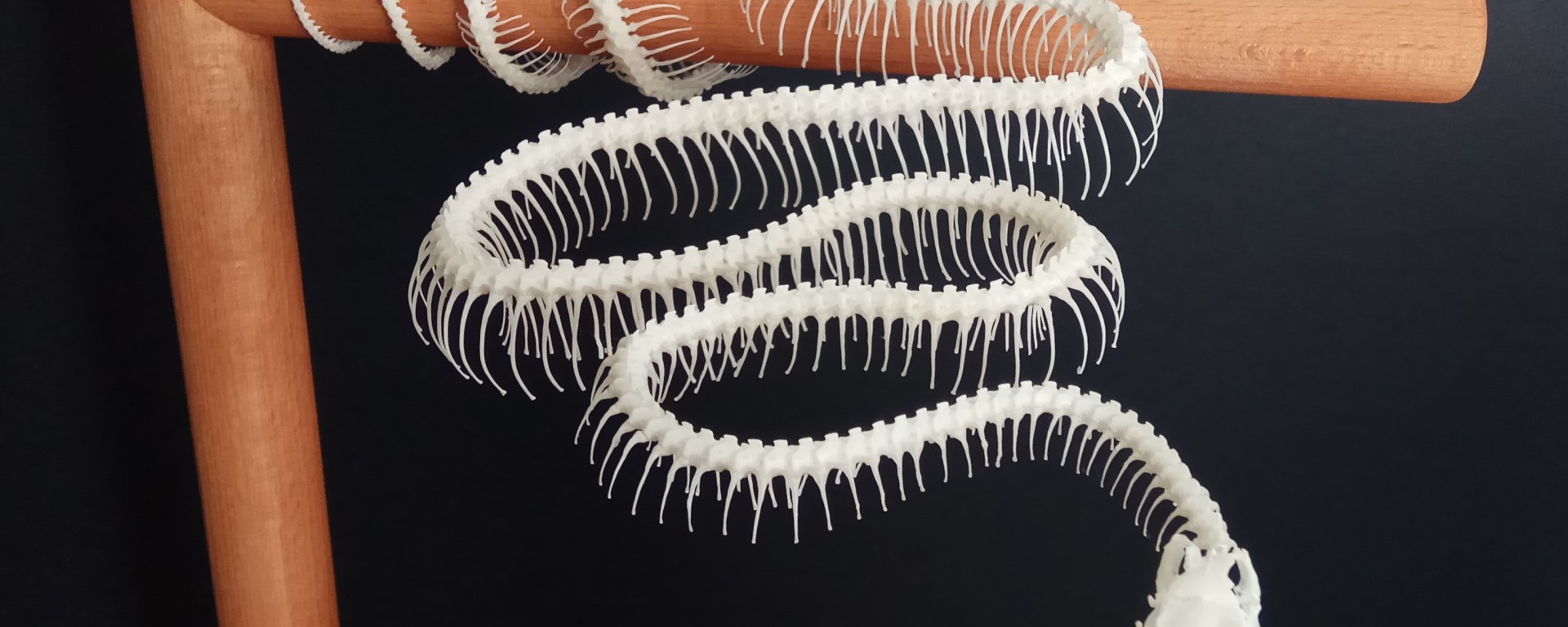 corallus hortulanus ulane bones montaje esqueleto