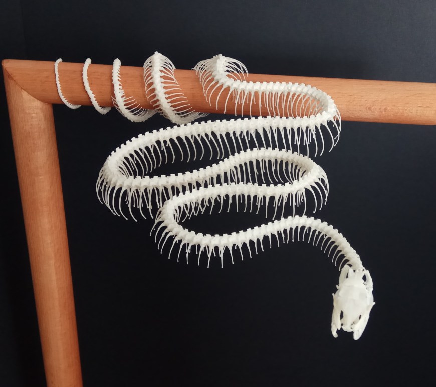 corallus hortulanus ulane bones montaje esqueleto