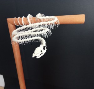 corallus hortulanus ulane bones montaje esqueleto