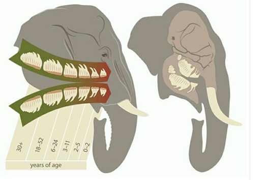 denticion elefantes ulnaebones