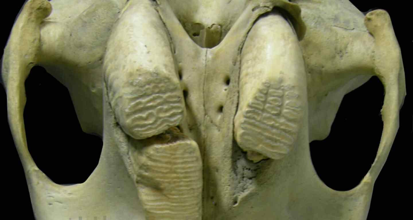 molares elefante ulnaebones