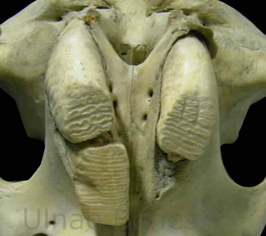 molares elefante ulnaebones