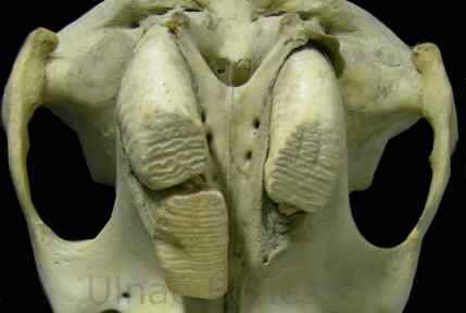 molares elefante ulnaebones