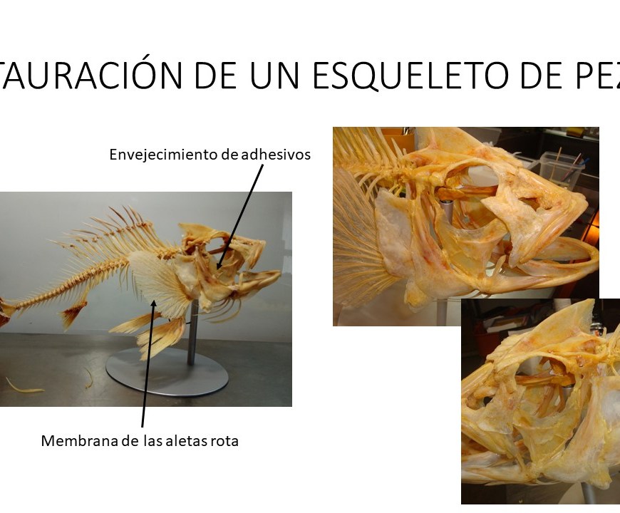 restauracion peces esqueletos ulnaebones