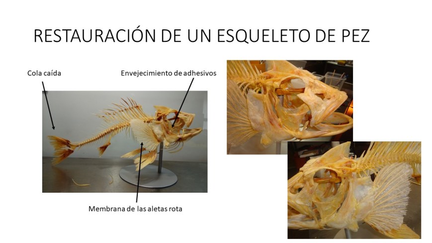 restauracion peces esqueletos ulnaebones