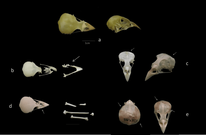 craneos gorriones depredacion ulnaebones osteologia
