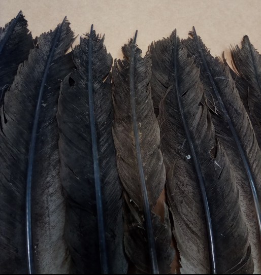 cola Aegypius monachus buitre negro ulnebones