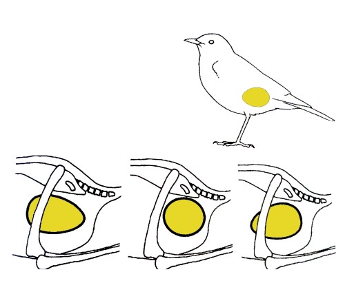 giro del huevo ulanebones