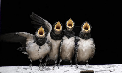 golondrina ulnaebones