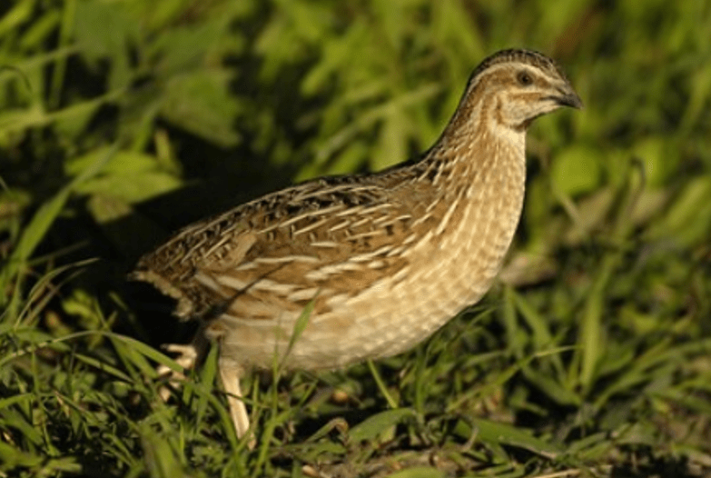 codorniz guatlla coturnix