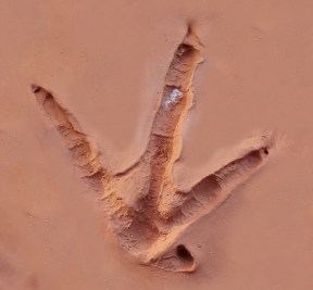 Huella codorniz ulanebones replica resina molde