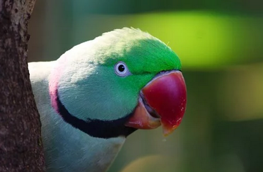 psittacula krameri ulnaebones sparrow