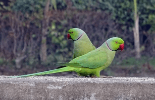 psittacula krameri ulanebones osteology study