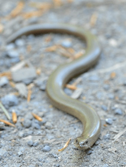 llisona anguis fragilis ulnaebones osteodermos vidriol