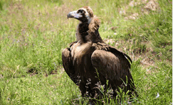 buitre negro aegypius monachus ulnaebones ave