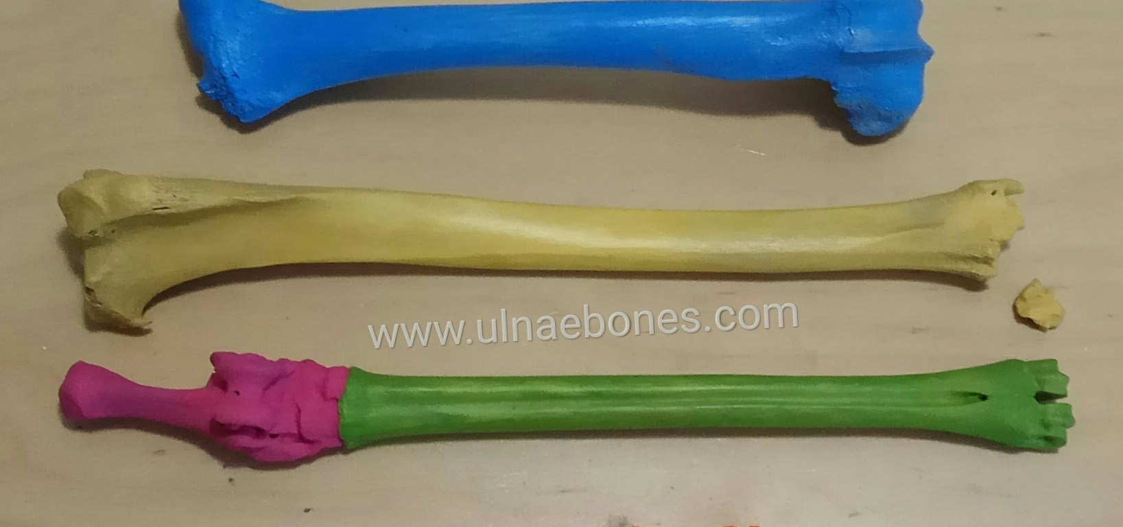 modelos veterinarios ulnaebones huesos esqueleto pintado