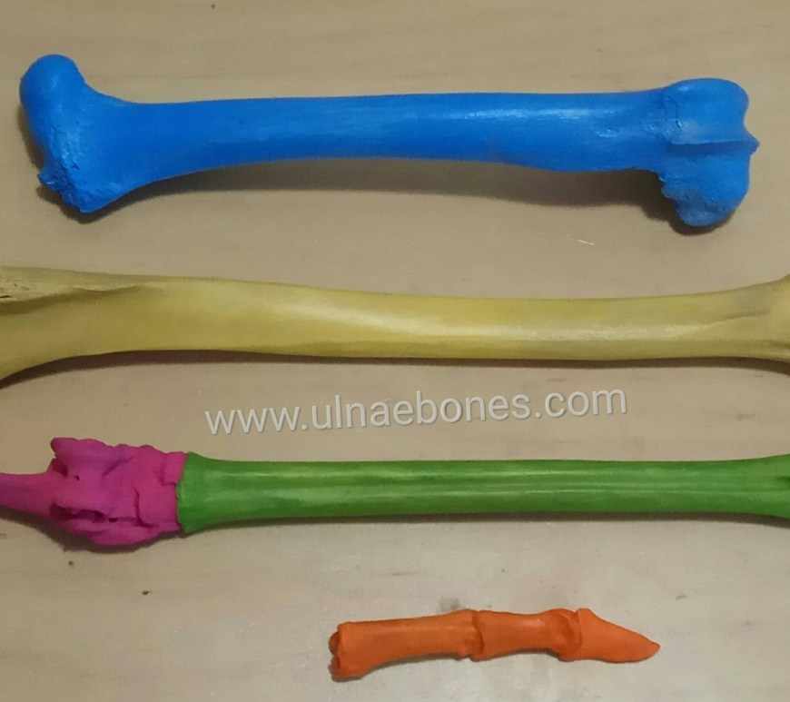 modelos veterinarios ulnaebones huesos esqueleto pintado