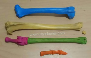 modelos veterinarios ulnaebones huesos esqueleto pintado