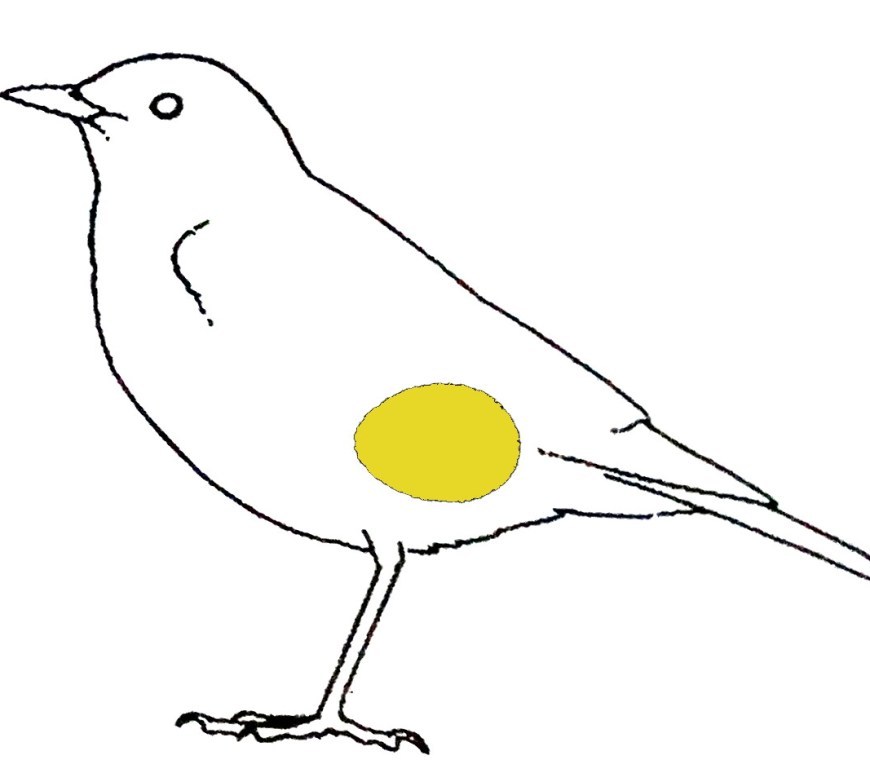 huevo ave ulnaebones