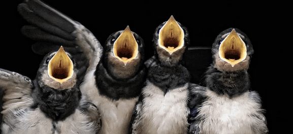 pico aves ulnaebones