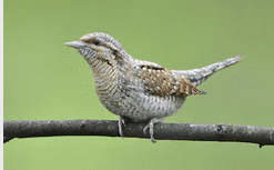 colltort torcecuello ulnaebones