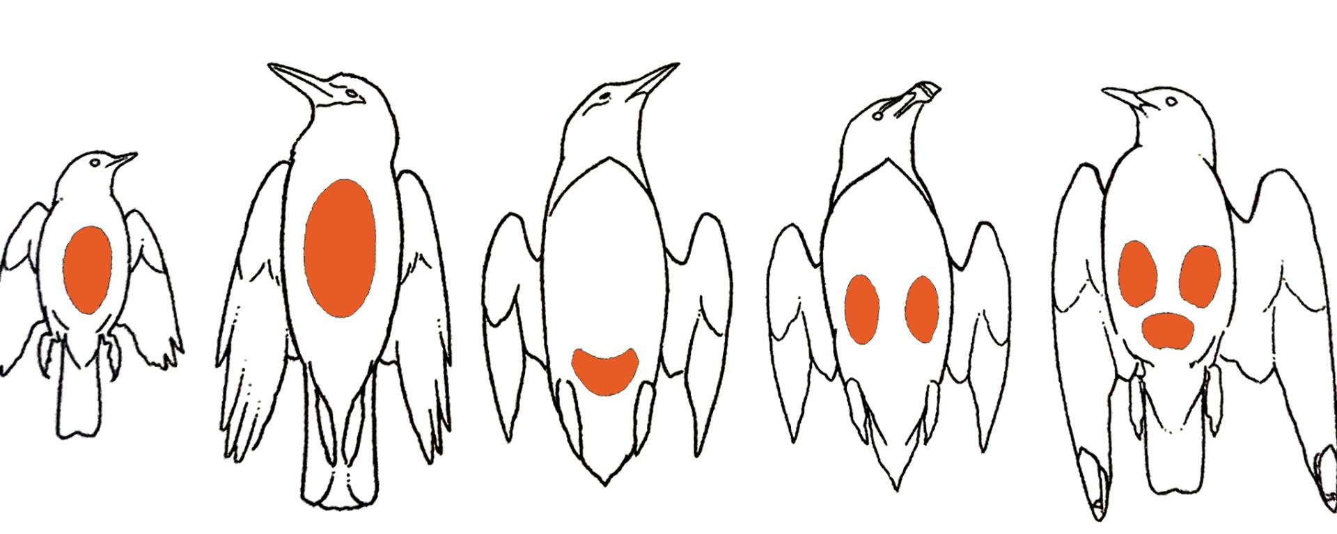 placa incubatriz ulnaebones aves