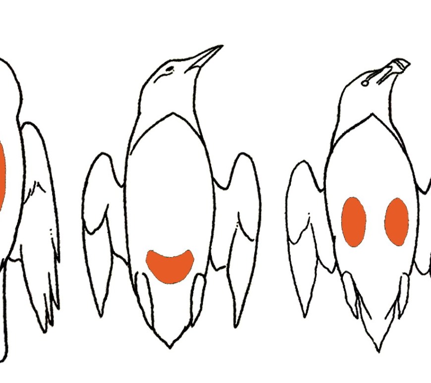 placa incubatriz ulnaebones aves